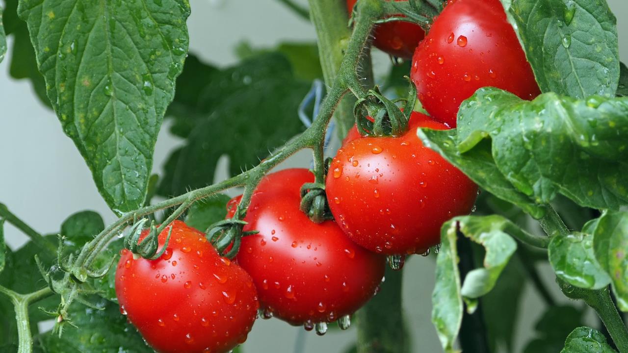 Si quieres que tu planta de tomates estalle de frutas, debes seguir estos consejos de jardinería